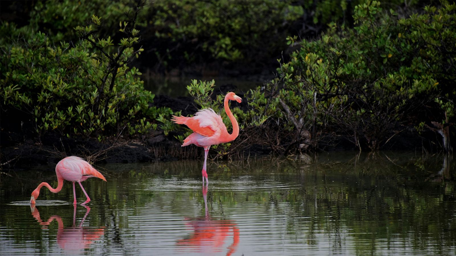 Reizen naar Aruba | Ontdek het paradijs van de Caraïben