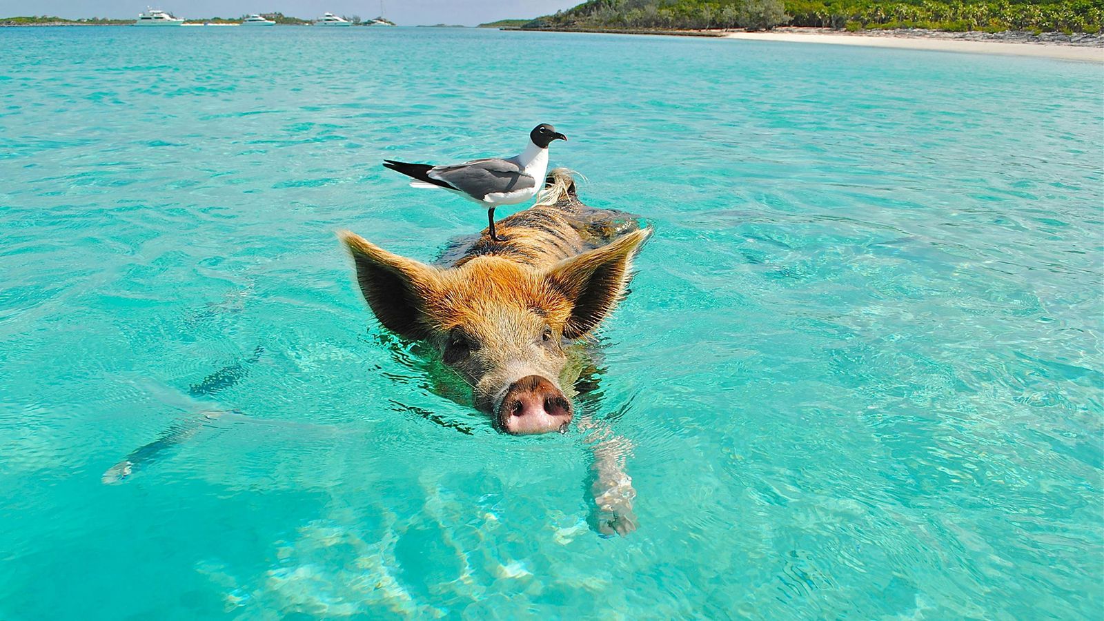 Reizen naar de Bahama's | Ontdek het paradijs van de Caraïben