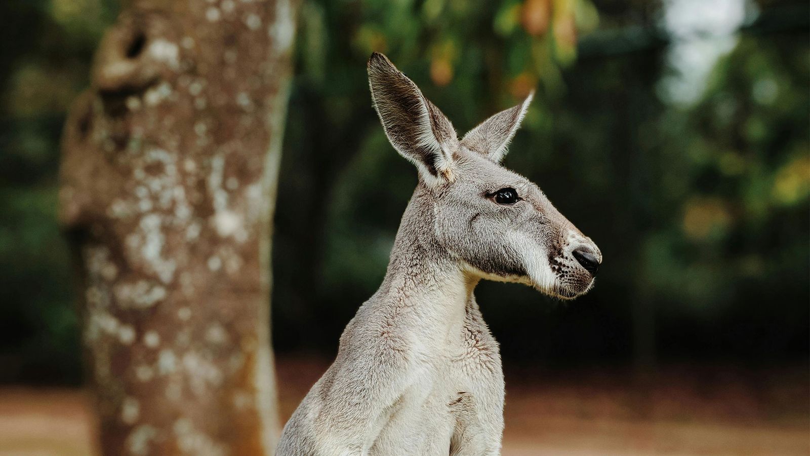 Reizen naar Australië | Ontdek het land van contrasten en avontuur
