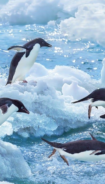 Expeditie Antarctica met Kaap Hoorn - Expeditiecruise met Hapag-Lloyd Cruises