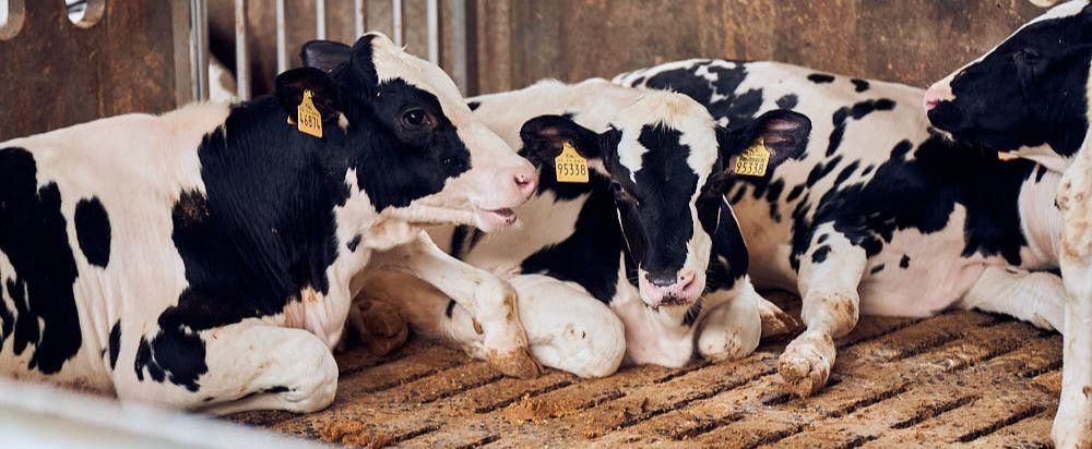 Kalverhouderij te Schaijk met onze AB PURO-Vloer en betonnen kalverhokinrichting