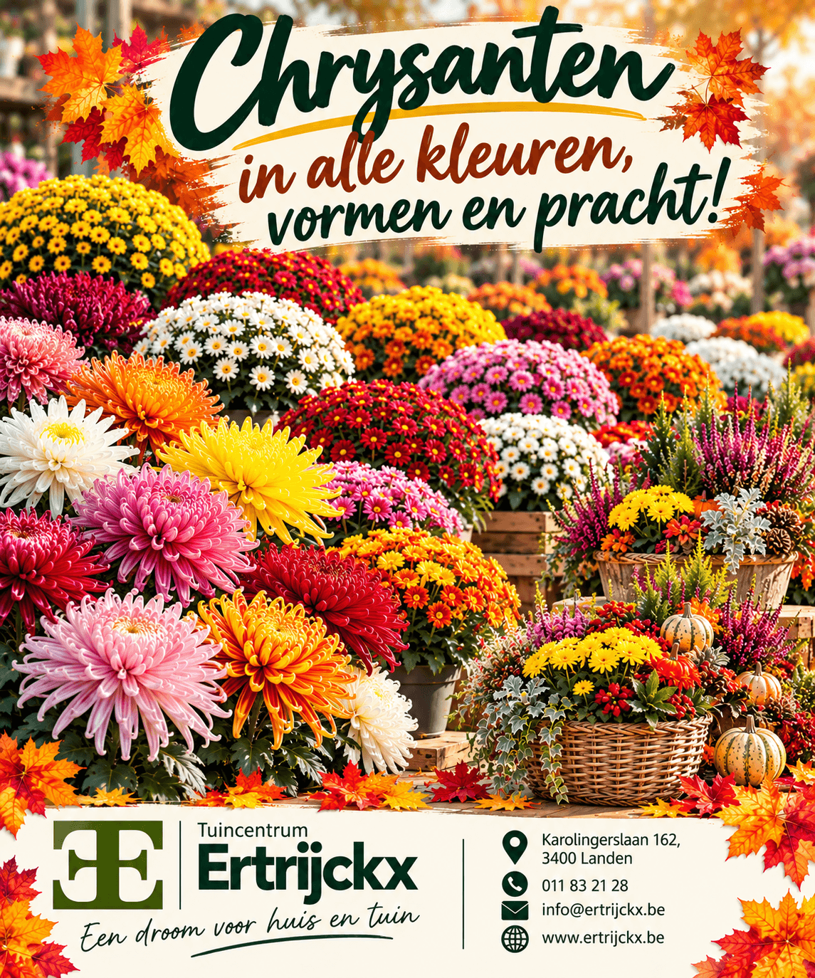 Chrysanten in alle kleuren, vormen en pracht!