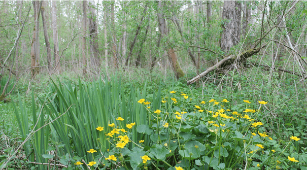 Natuurherstel Vallei van de Abeek