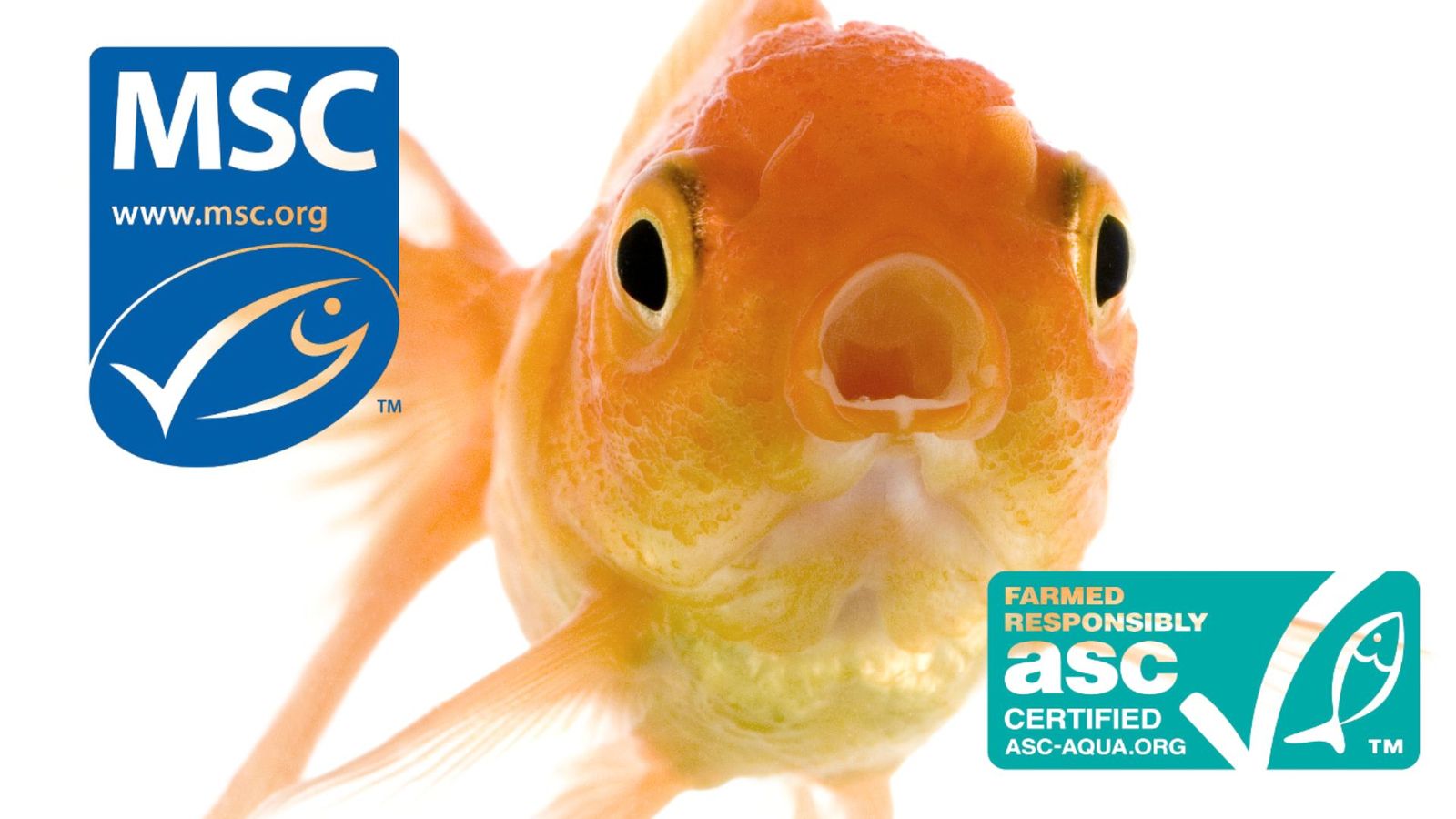 MSC-vis en zalm uit Noorwegen/Schotland: zo kies je vis die jouw lichaam écht ondersteunt (zonder paniek)