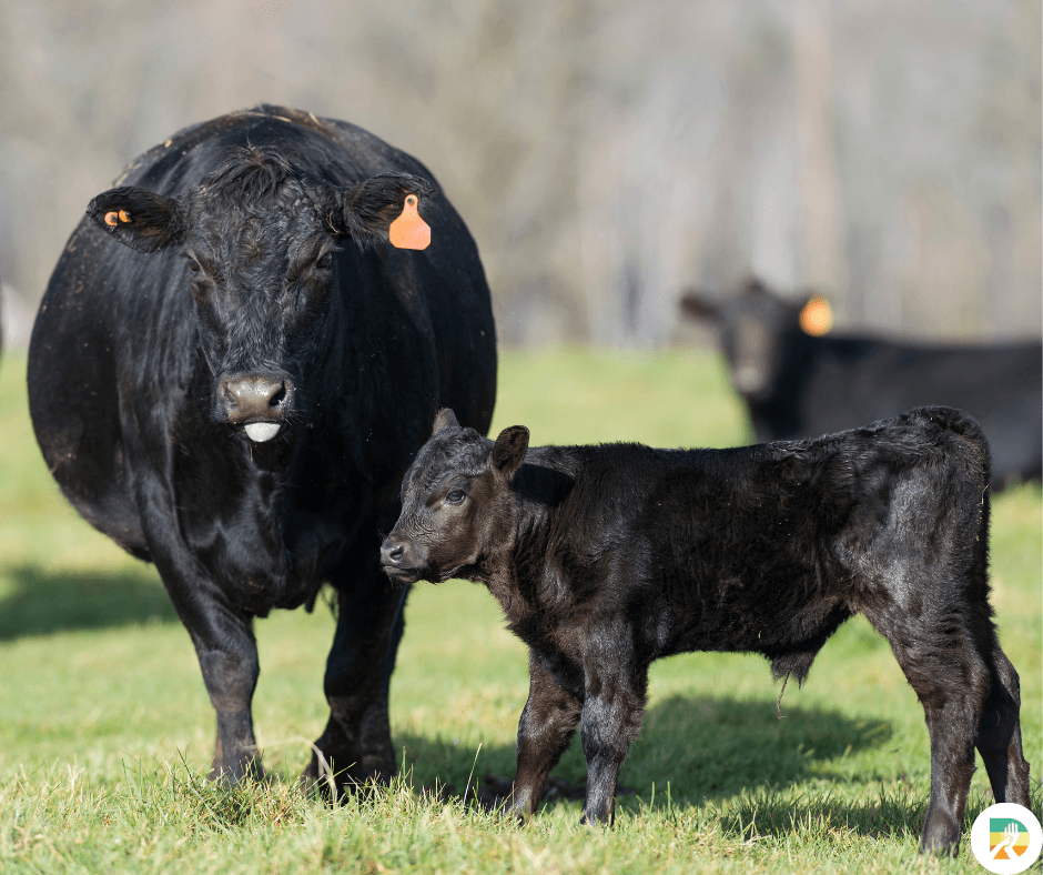 De trotse Schotse Black Angus 