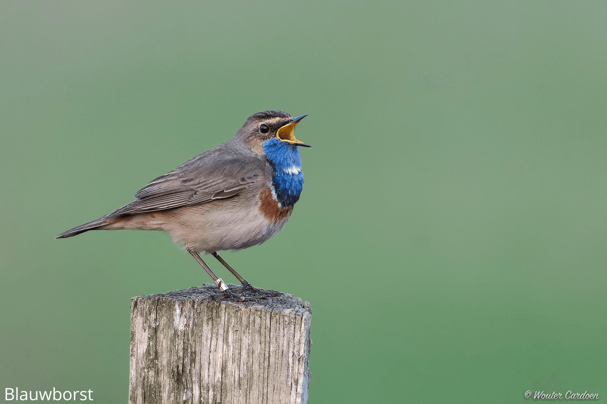 Blauwborst.png