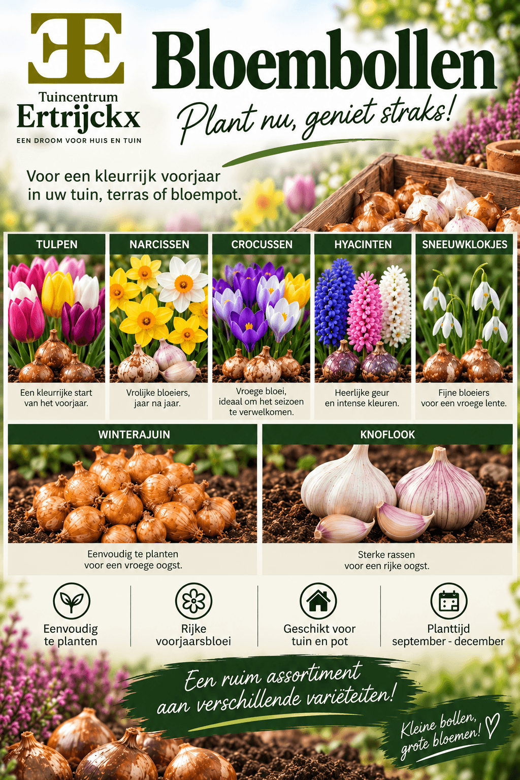 Bloembollen zijn er weer bij Tuincentrum Ertrijckx!