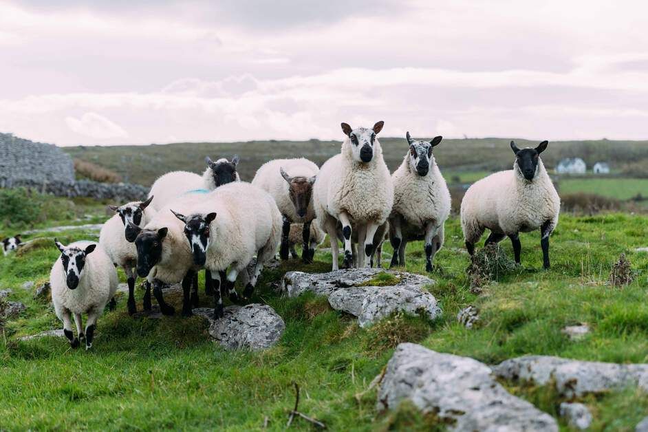 De hoogtepunten van Ierland (B&B)