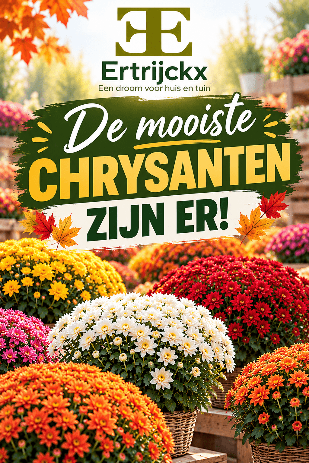 🌼 De mooiste chrysanten zijn er!