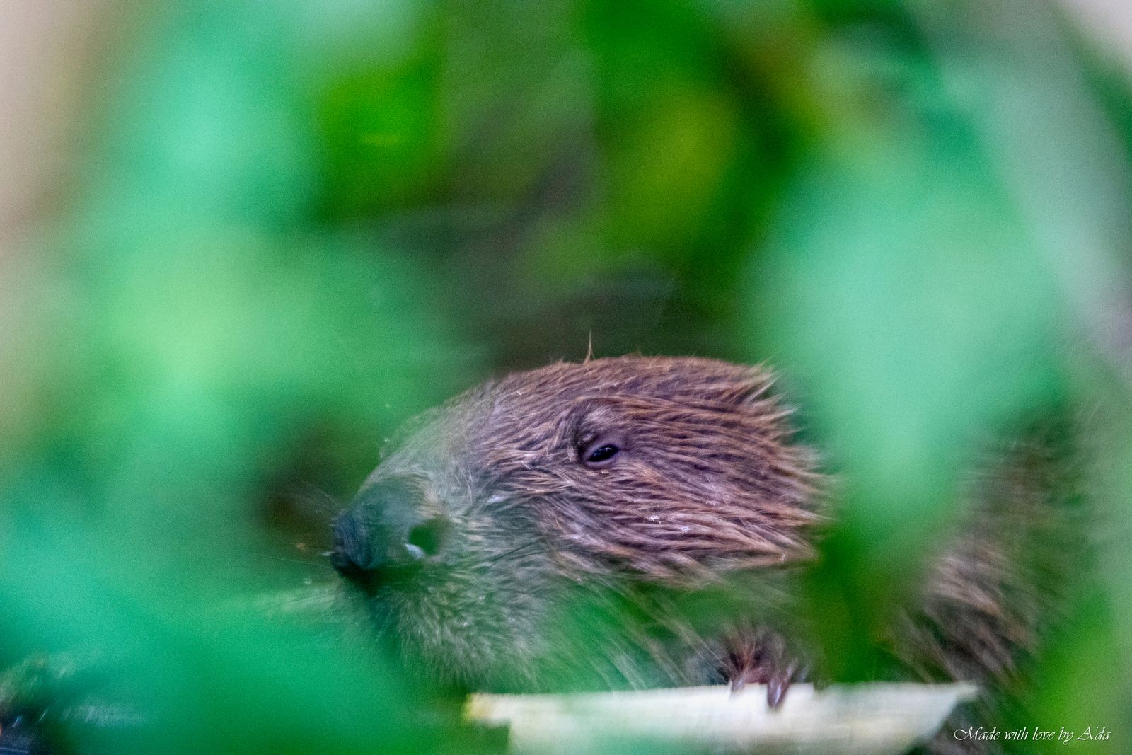 Het lijkt wel een 'close encounter of the third kind', maar nee, het is gewoon ma bever. Het lijkt wel een 'close encounter of the third kind', maar nee, het is gewoon ma bever.
