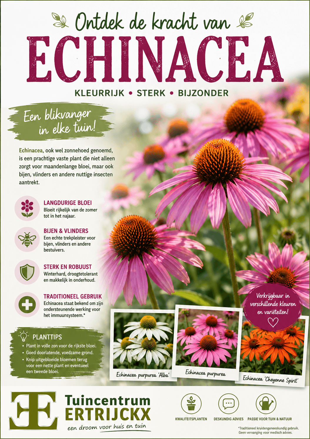 Echinacea: een kleurrijke blikvanger die leven brengt in je tuin