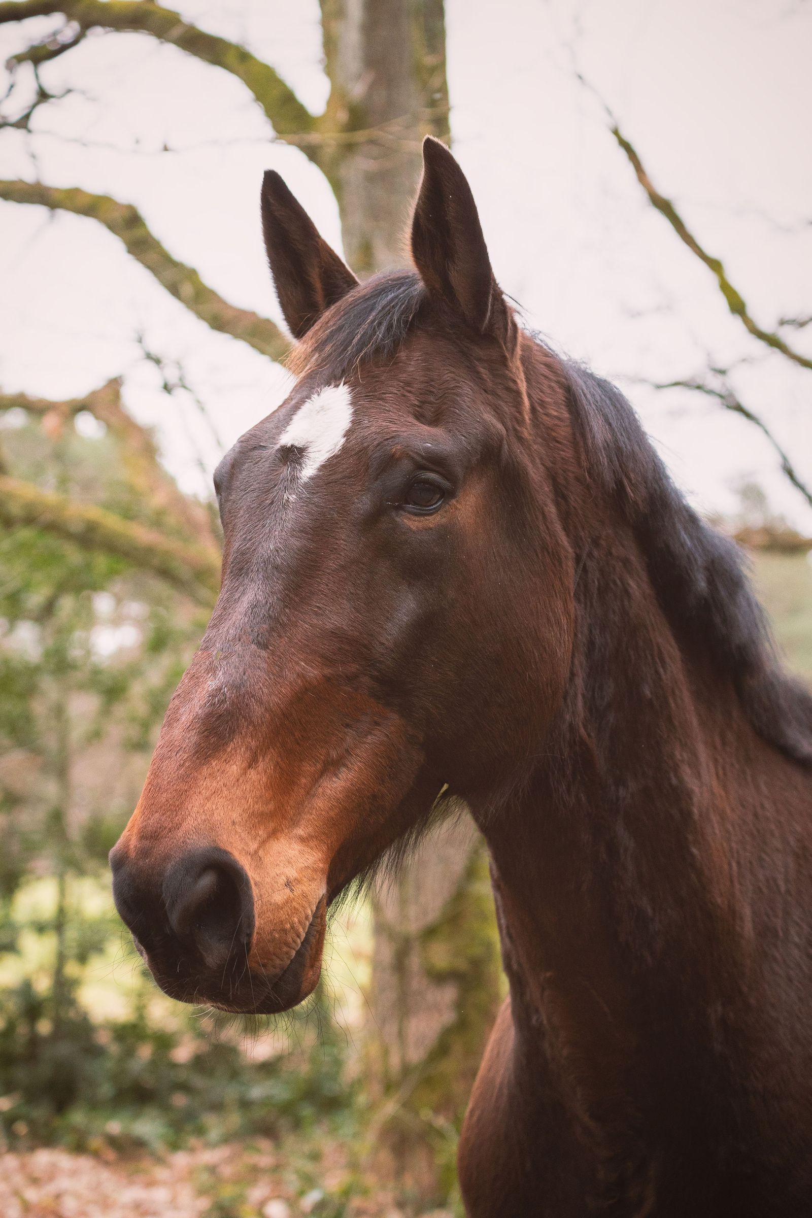 Alarmbellen: wanneer is het tijd om een osteopaat voor uw paard in te schakelen?