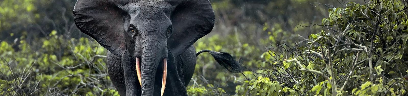 Reizen naar Gabon | Ontdek ongerepte natuur en wildlife