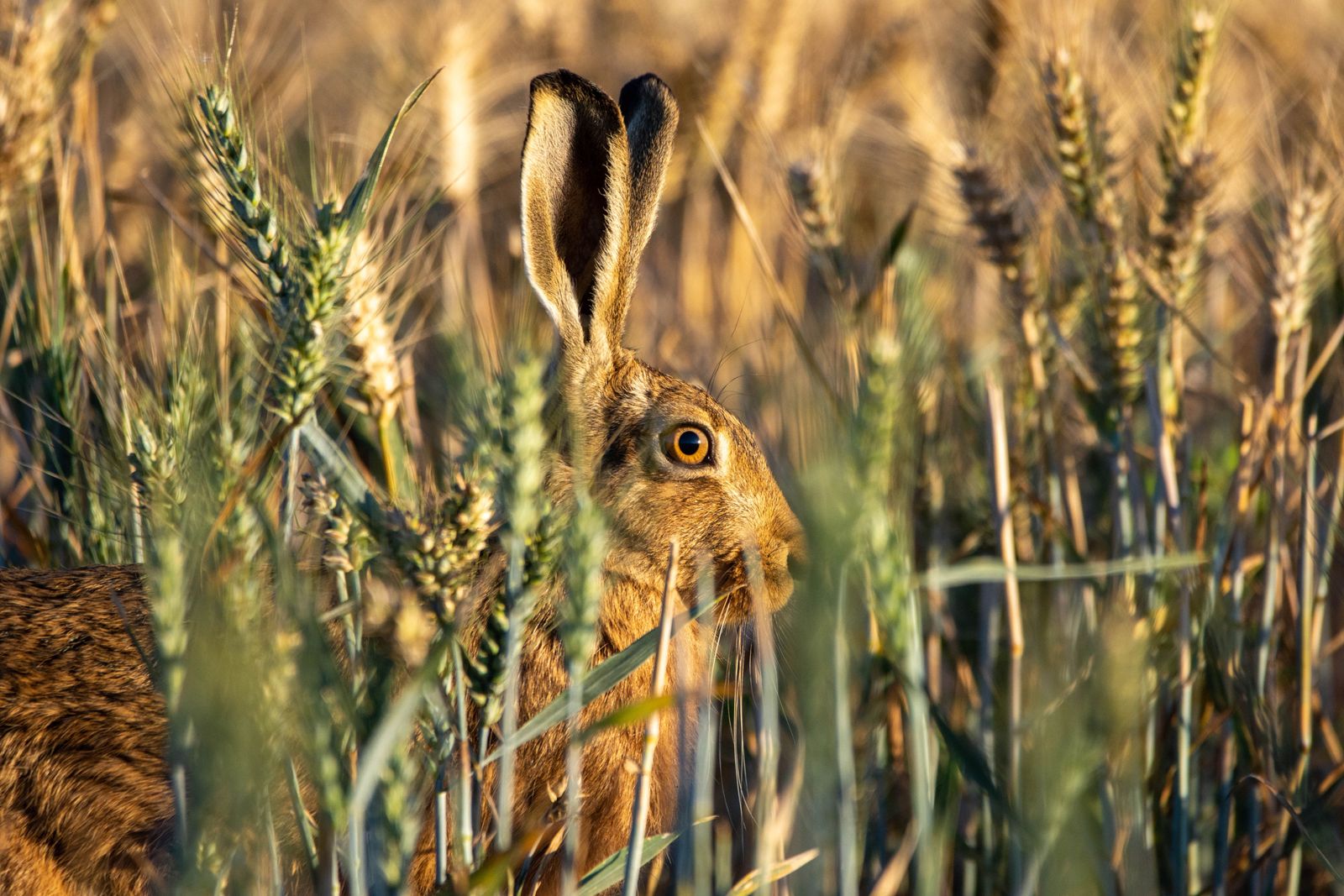 The Hare: A Whisper in the Grass