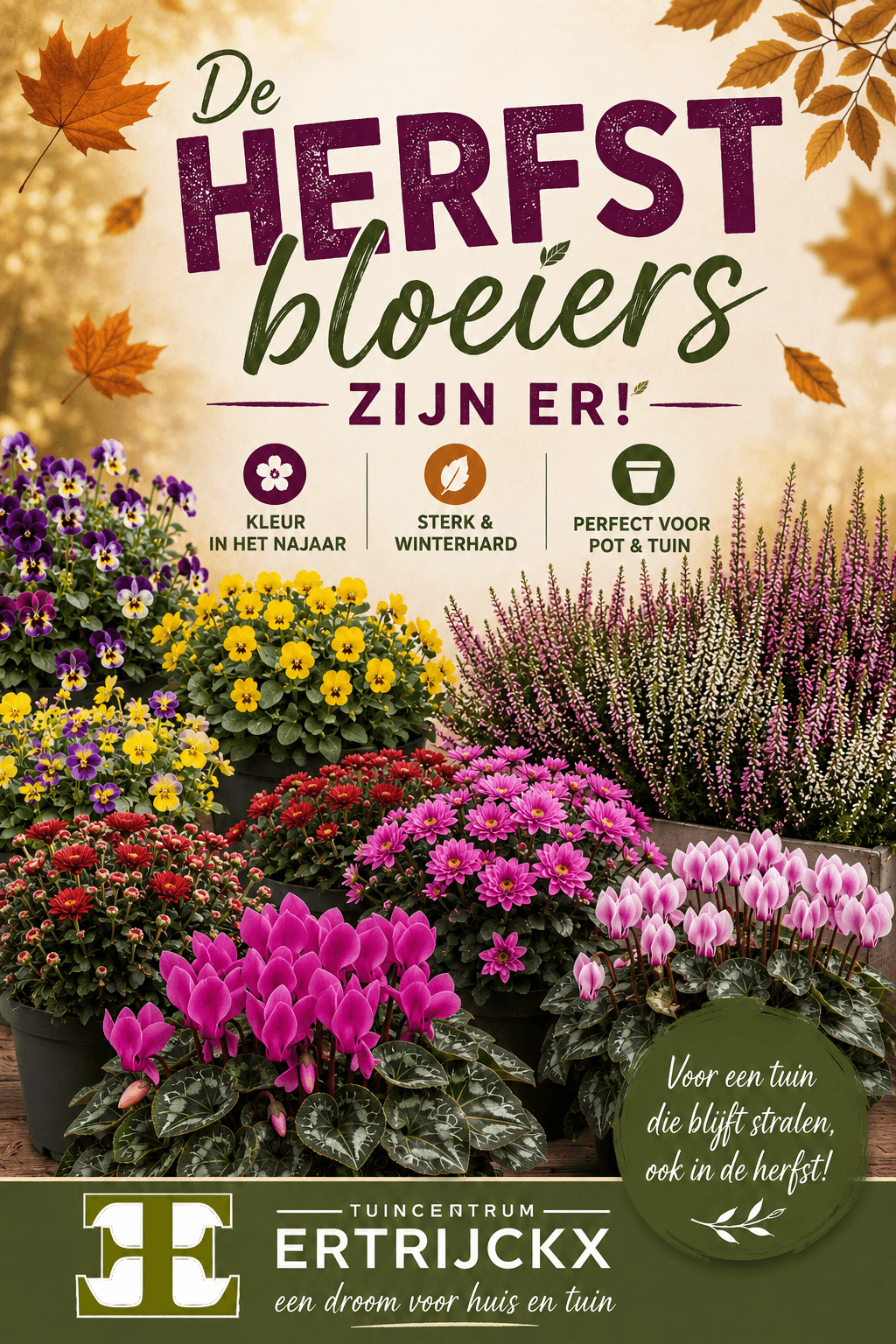 De herfstbloeiers zijn er!