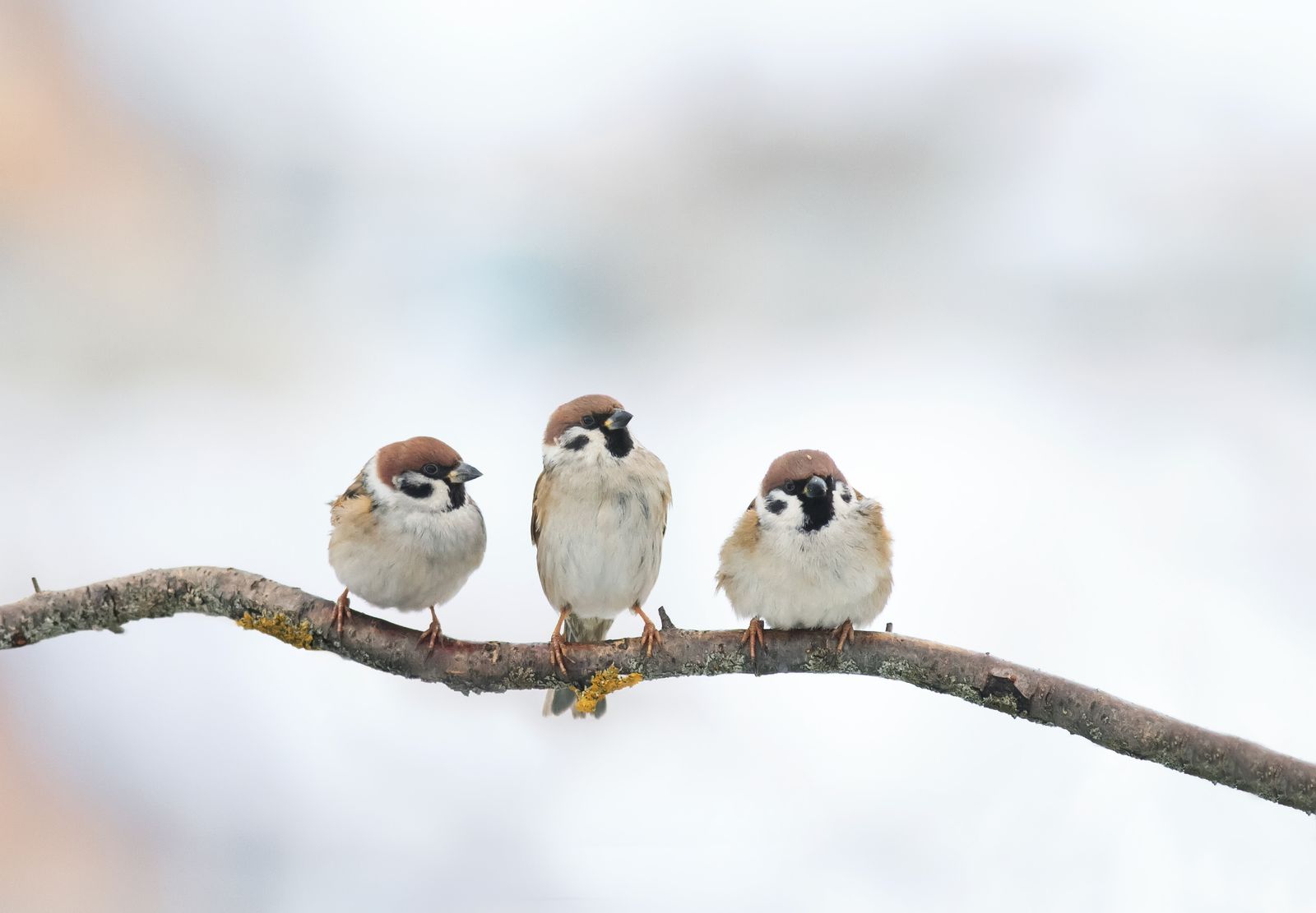 Vivara Natuurbeschermingsproducten | Vogelvoer, nestkasten en meer