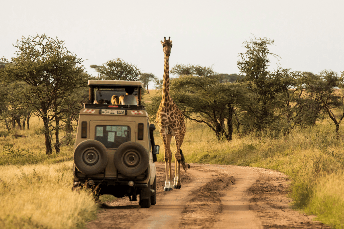 Safari