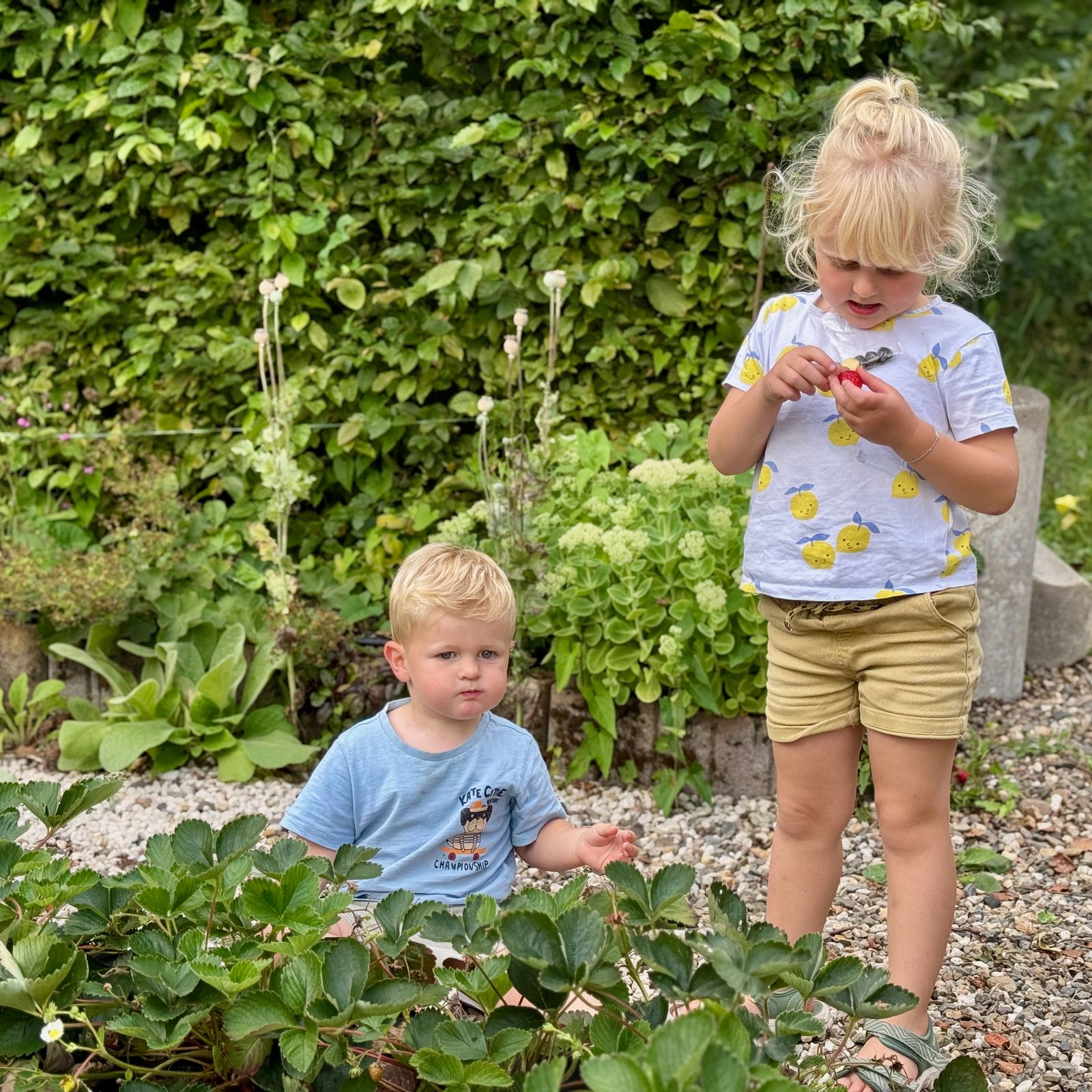 Aardbeitjes, hmmm ... en gezond. In de natuurlijke, ecologische tuin kan je ze zo plukken en opeten.