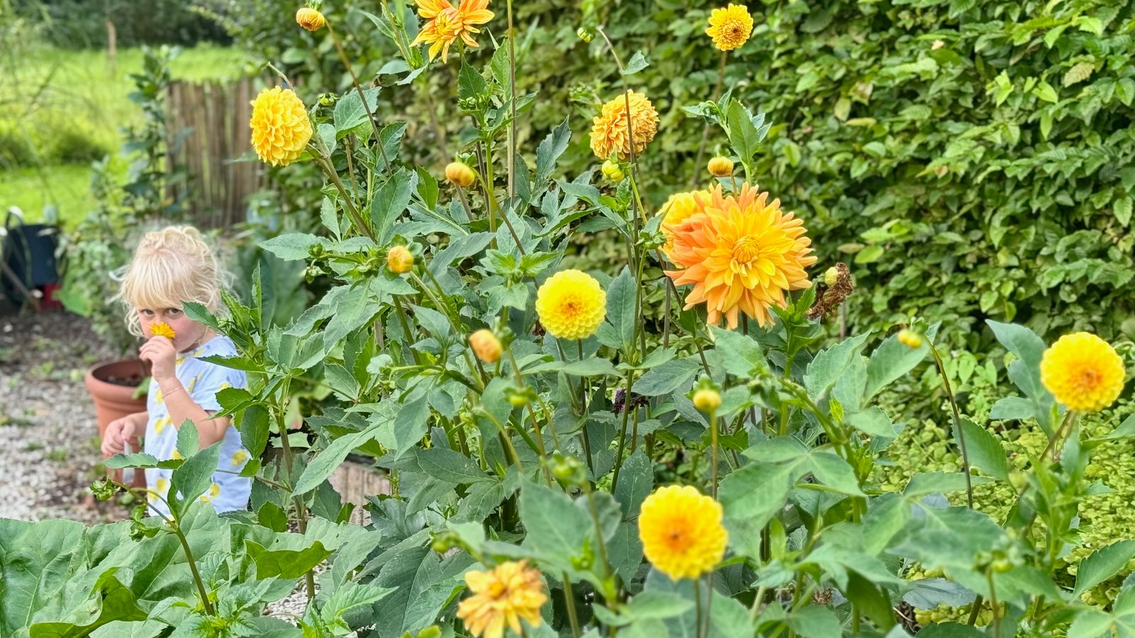 Gele dahlia's trekken bijtjes aan door hun kleur, ze geuren niet heel erg. Ze staan symbool voor vreugde, geluk en welvaart, dankzij hun zonnige, levendige kleur. Je wordt er vrolijk van.