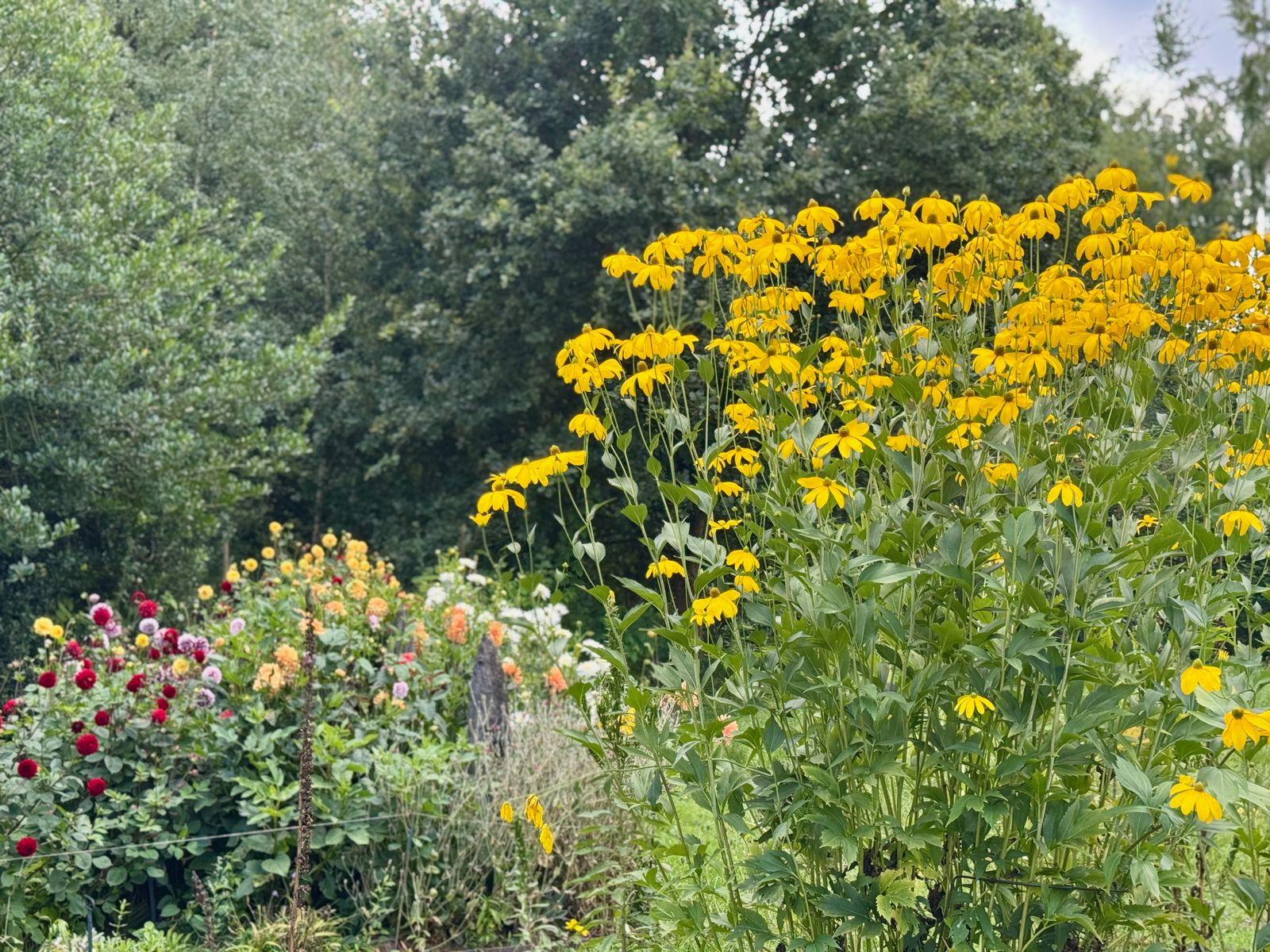 De gele zonnehoed ondersteunt de biodiversiteit in de tuin. Hij symboliseert licht, vreugde en optimisme. Als type van echinacea staat de zonnehoed ook bekend om zijn geneeskrachtige eigenschappen, zoals het versterken van weerstand tegen verkoudheid en griep.