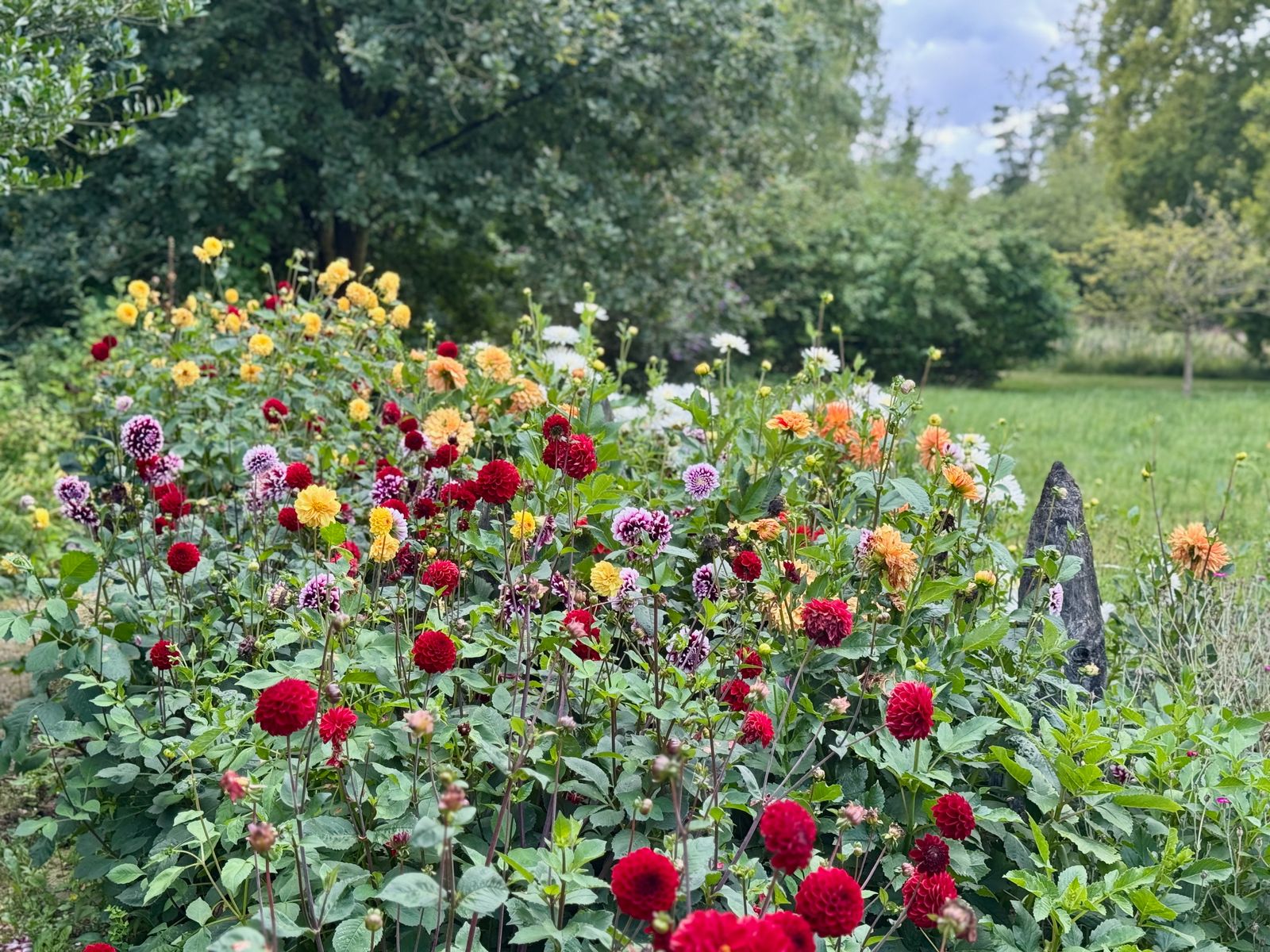 De rode dhalia symboliseert passie en (innerlijke) kracht. De paarse variant staat dan weer voor adel, waardigheid en elegantie.