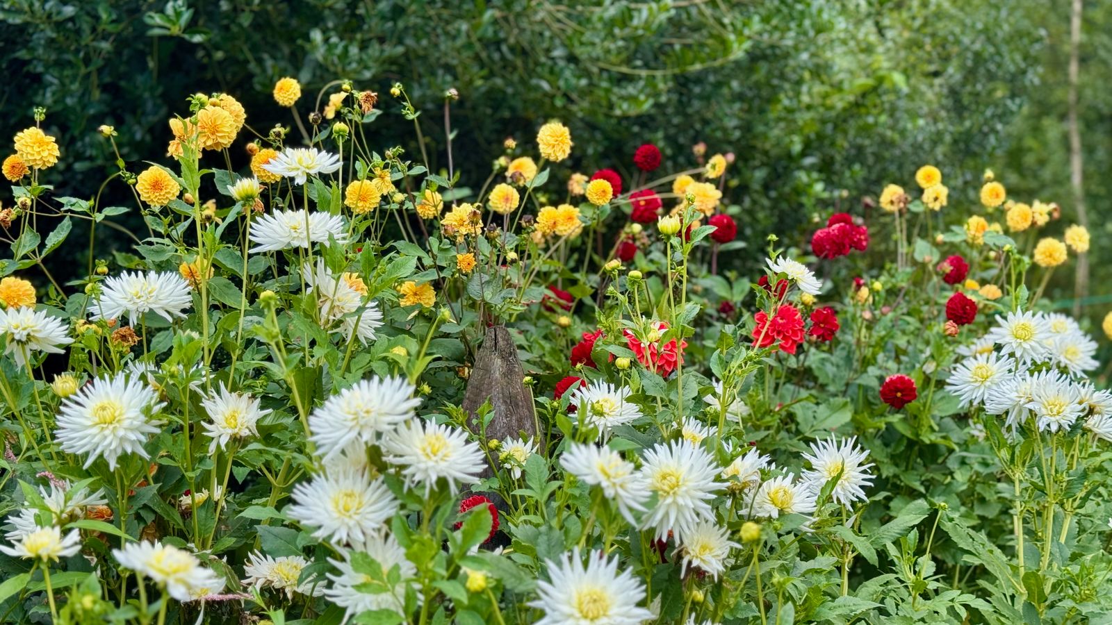 De witte dahlia straalt rust, onschuld en dankbaarheid uit. Een boeket van hoop en verlichting geschonken door de natuur.