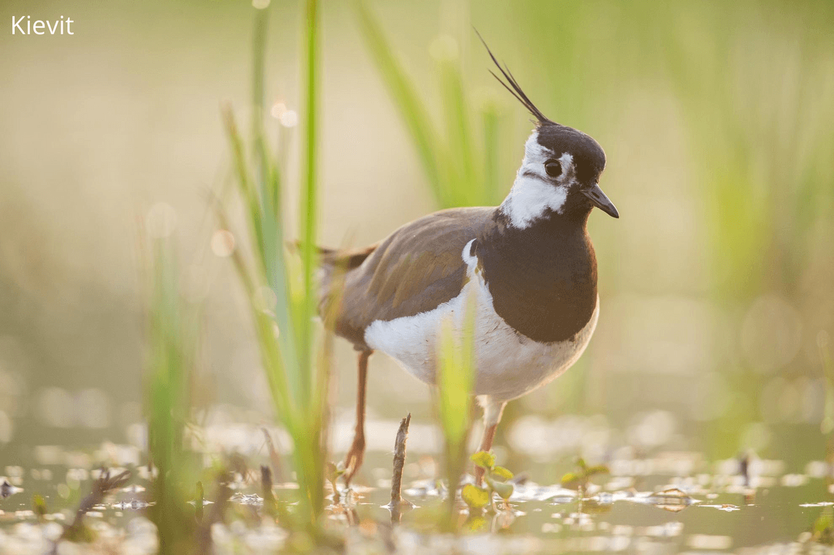 Bescherming voor weidevogels in het Schulensbroek