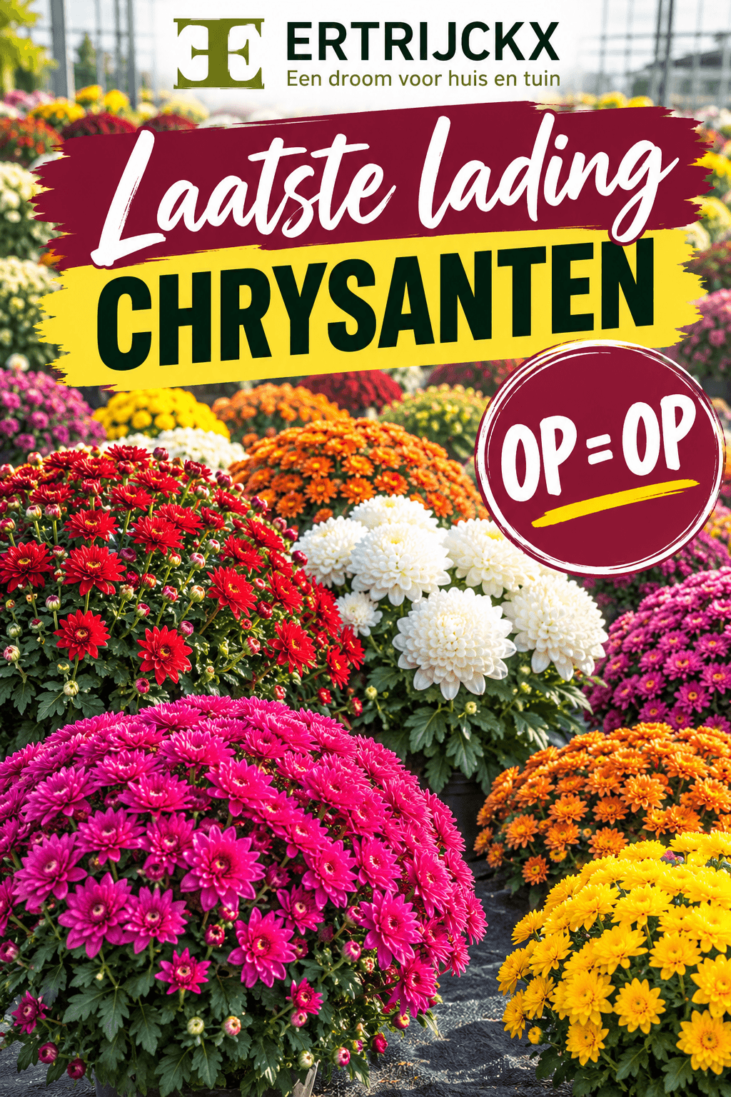πΈ Laatste lading chrysanten bij Tuincentrum Ertrijckx – op = op!