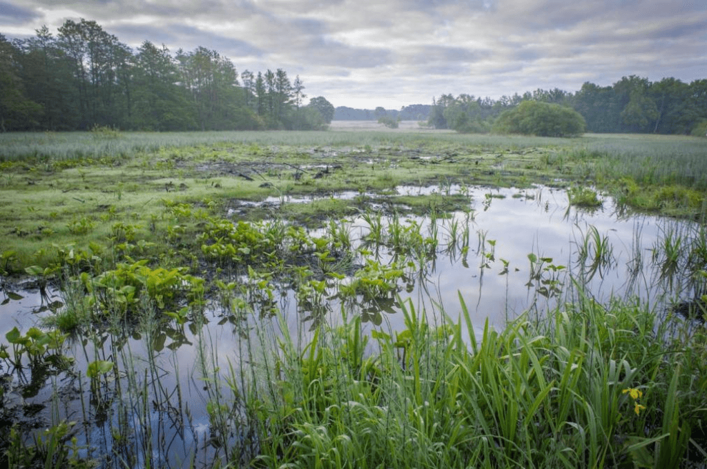Natuurherstel in de Vallei van de Zwarte Beek