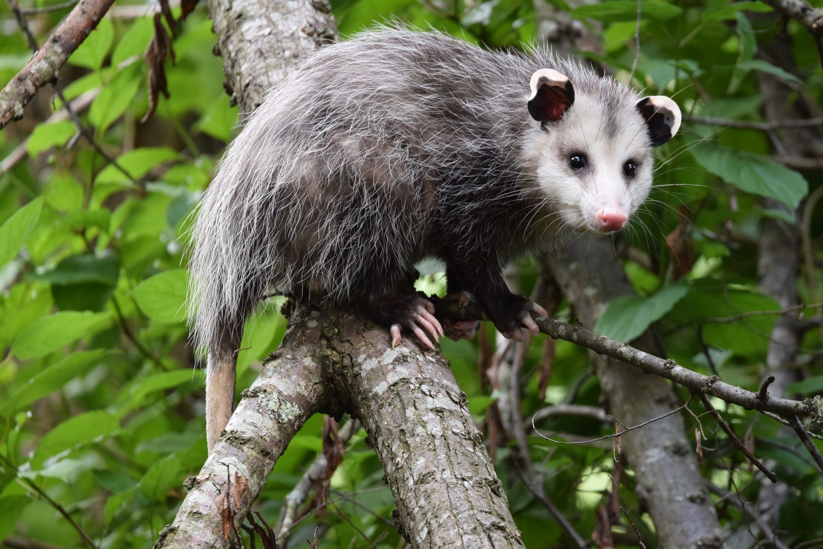 The Hidden Wild: Opossum