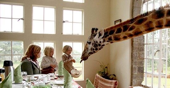 Safari expert