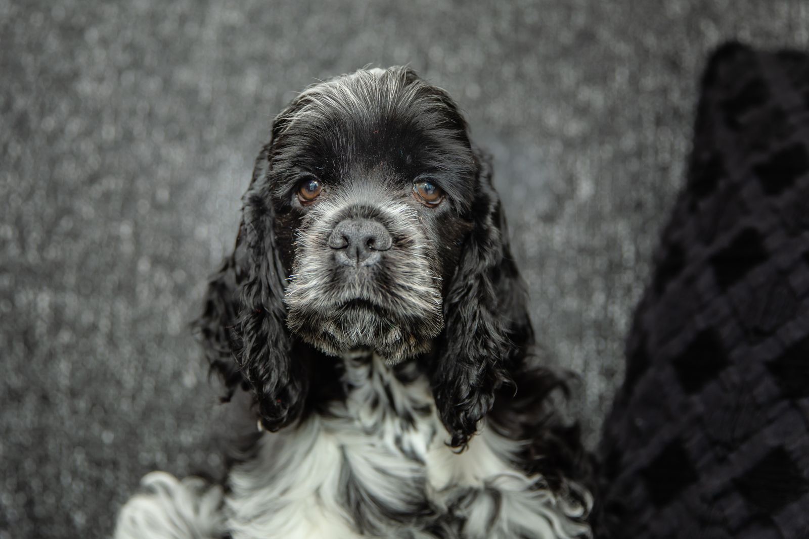 Naya, kleine pootjes, groot hart en goed verzekerd