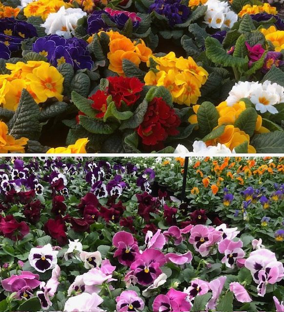 Ze zijn er weer: viooltjes en primula’s!