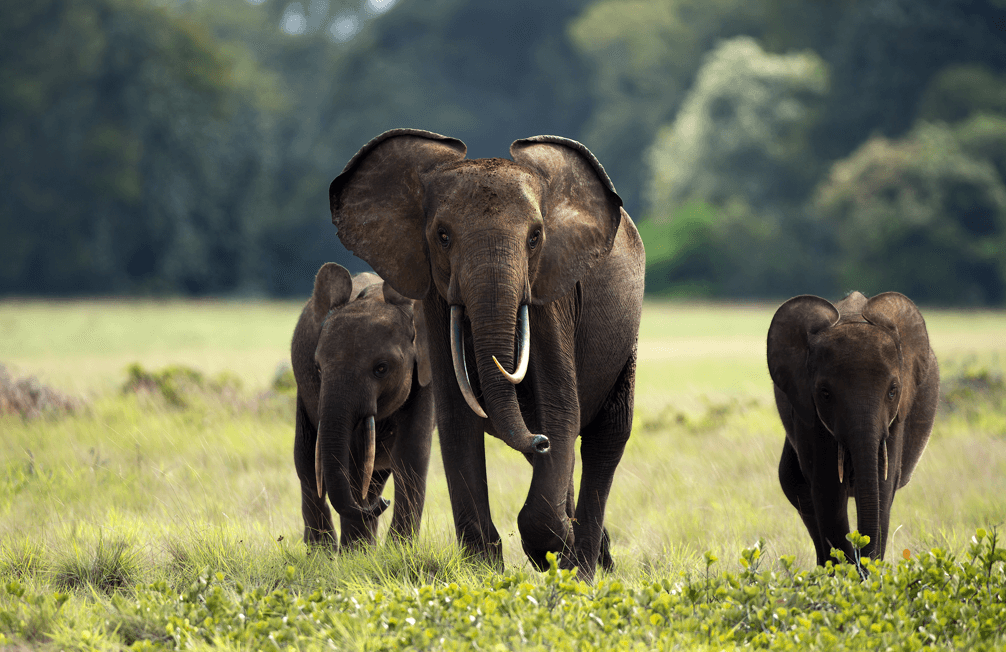 Rondreis Gabon: Ontdek Loango, Lopé & Pongara National Park in 15 dagen