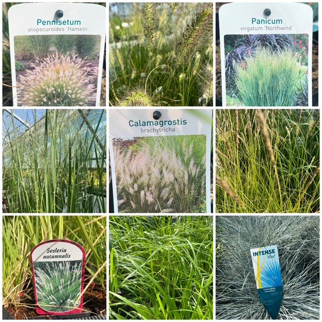 Siergrassen: De Onmisbare Smaakmakers Voor Elke Tuin