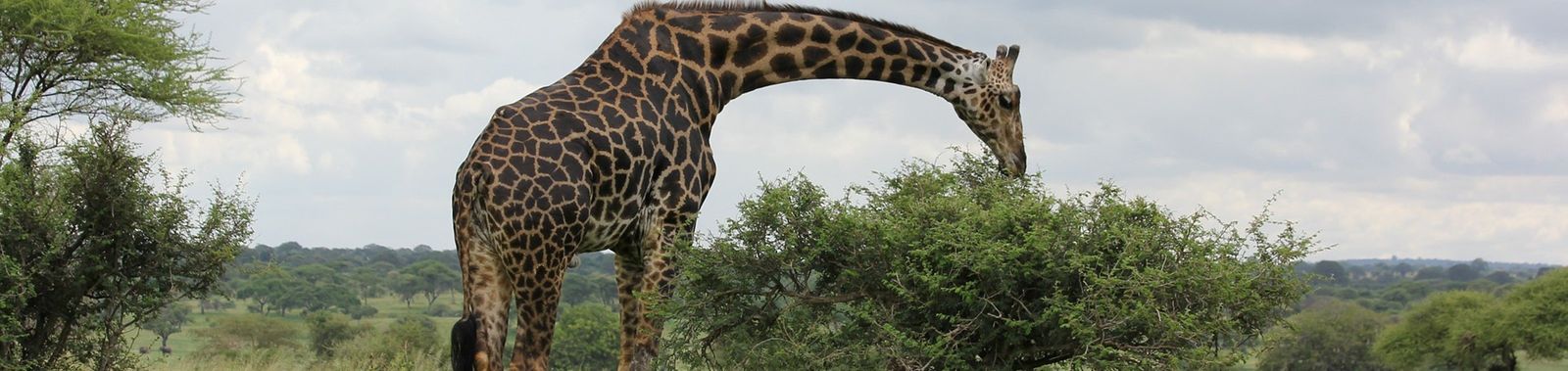 Reizen naar Tanzania | Ontdek safari’s, natuur en cultuur