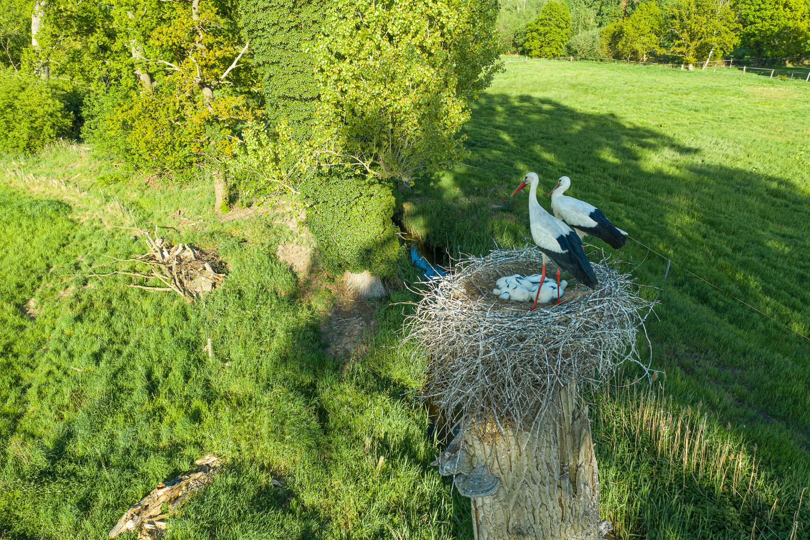 Ooievaars in De Wateringen, Tösh-Langeren, het meest zuidelijke natuurgebied van Grenspark Kempen-Broek. (Foto: ©Erwin Christis)