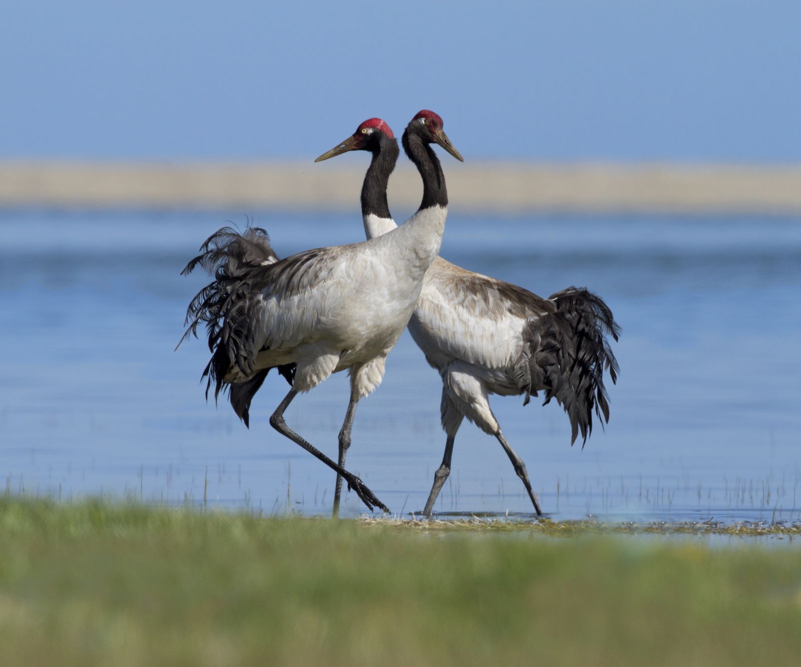 De magische Zwarthalskraanvogel