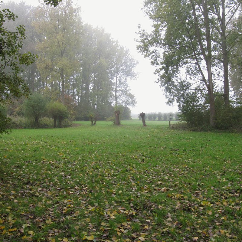 WB-NPL-Foto-knotwilgen-in-gebied-Egoven.jpg