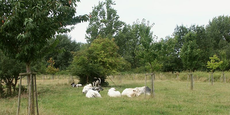 WB-NPL-hoogstamboomgaard.jpg