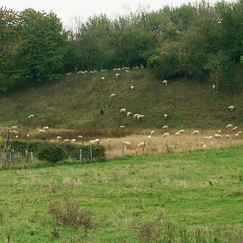WB-NPL-schapenbegrazing-klein.jpg