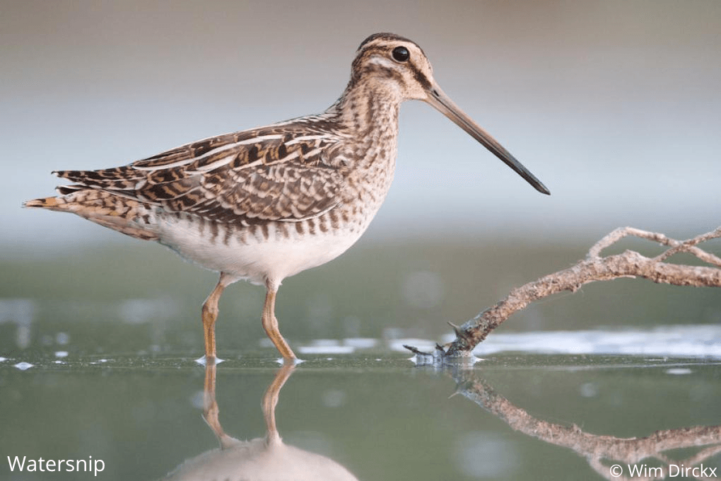 Watersnip.png