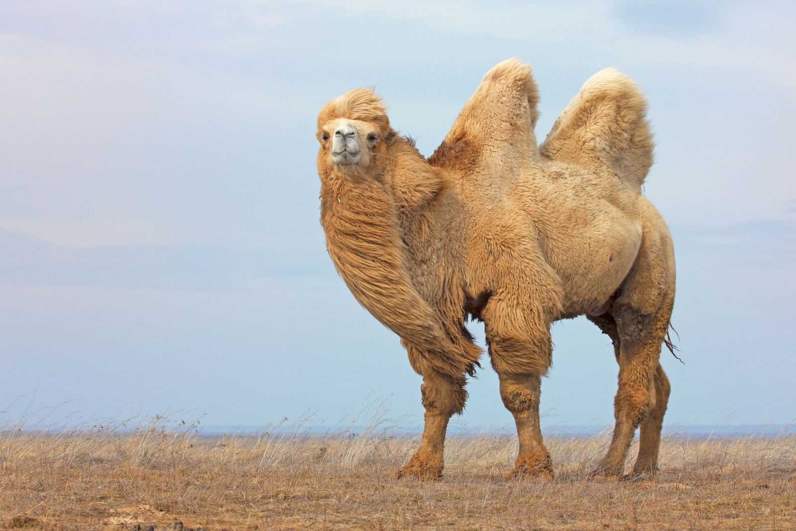 Weather Warriors: The Desert Guardian's Tale