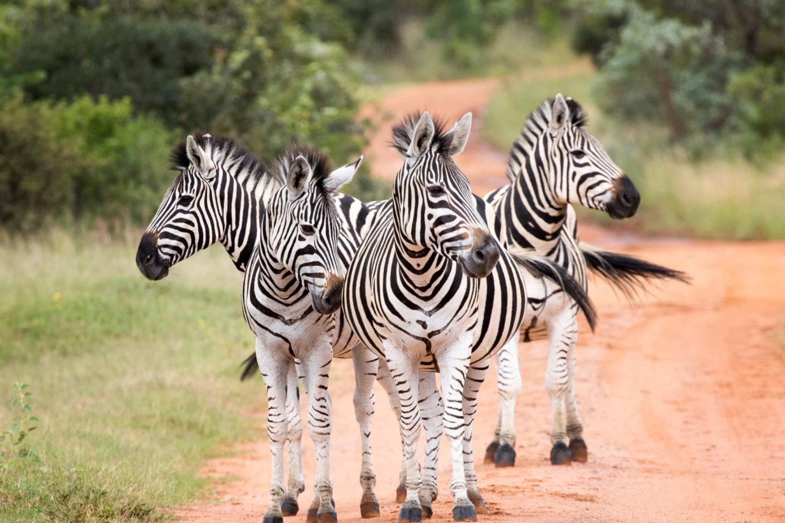 Ontdek Sebatana, een 5* safari aan een knalprijs