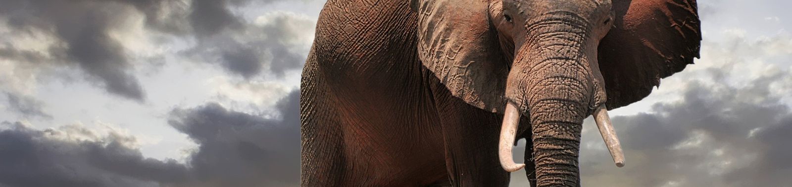 Reizen naar Zimbabwe | Ontdek natuur, cultuur en avontuur