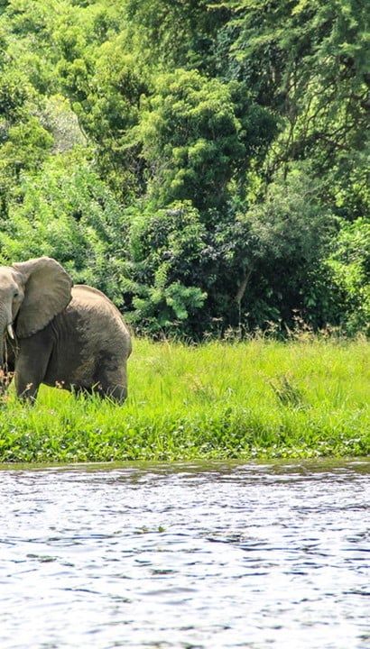 Actief Oeganda - 12-daagse rondreis