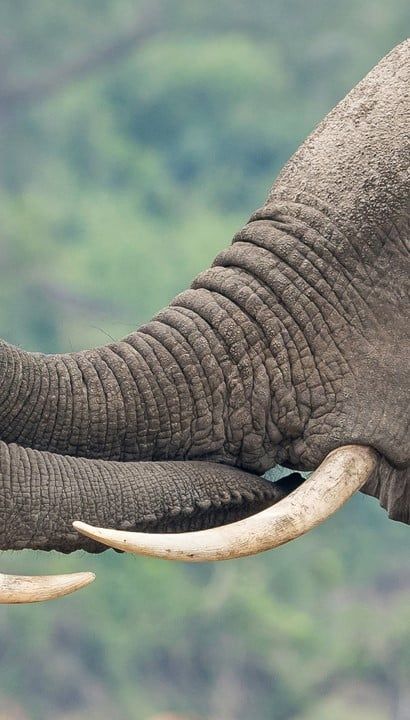 12 Dagen Rondreis Door Oeganda