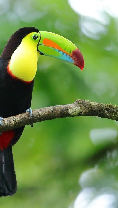 15 daagse begeleide rondreis Costa Rica - Vertrek 4/12/2025