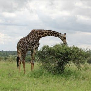 Reizen naar Tanzania | Ontdek safari’s, natuur en cultuur