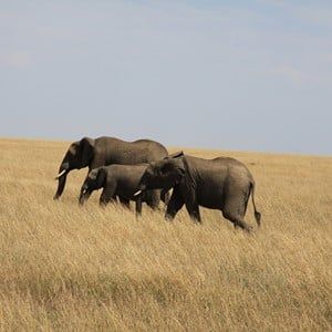 Reizen naar Kenia | Ontdek safari’s en stranden op maat